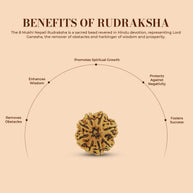 8 Mukhi Rudraksha (Eight Faced) – Natural & Lab Certified | Symbol of Lord Ganesha