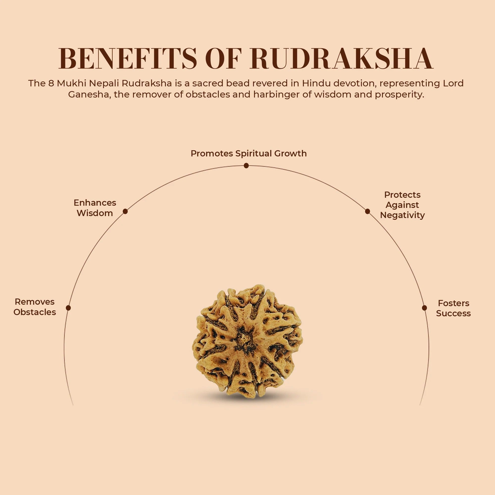 8 Mukhi Rudraksha (Eight Faced) – Natural & Lab Certified | Symbol of Lord Ganesha