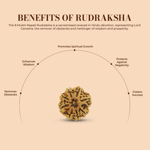 8 Mukhi Rudraksha (Eight Faced) – Natural & Lab Certified | Symbol of Lord Ganesha