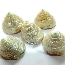 Natural pearl shankh for laxmi/diwali puja/pooja for home temple mandir decor vamavarti (1.5 inch)