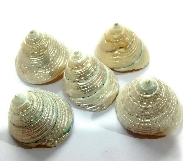 Natural pearl shankh for laxmi/diwali puja/pooja for home temple mandir decor vamavarti (1.5 inch)