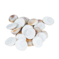Natural Rare Gomti Gomati Chakra Original for Prosperity & Good Health | Vastu Product & Astrological Remedies (11pcs)