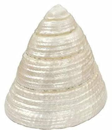 Natural pearl shankh for laxmi/diwali puja/pooja for home temple mandir decor vamavarti (1.5 inch)