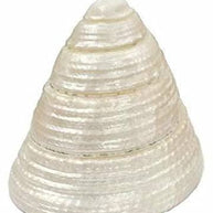 Natural pearl shankh for laxmi/diwali puja/pooja for home temple mandir decor vamavarti (1.5 inch)