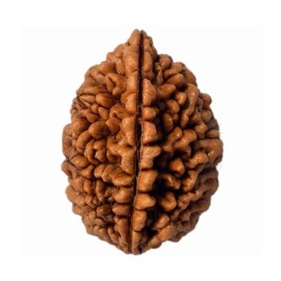 2 Mukhi Rudraksha
