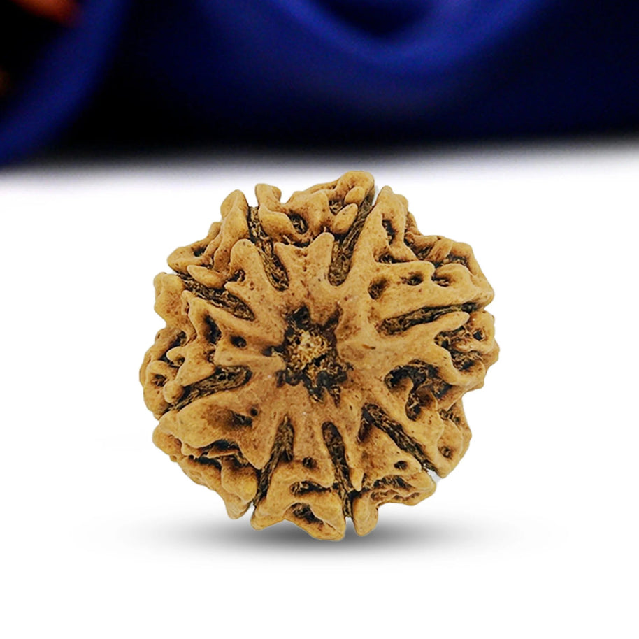 8 Mukhi Rudraksha (Eight Faced) – Natural & Lab Certified | Symbol of Lord Ganesha