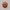 10 mukhi rudraksha