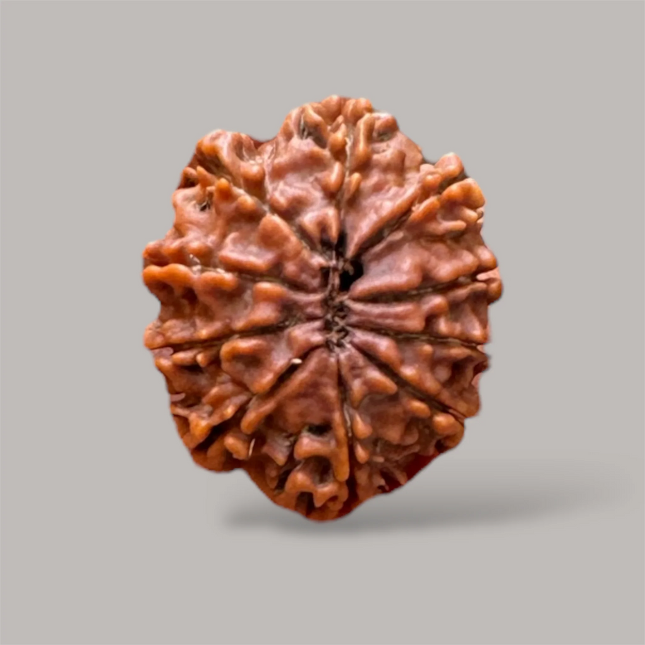 10 mukhi rudraksha