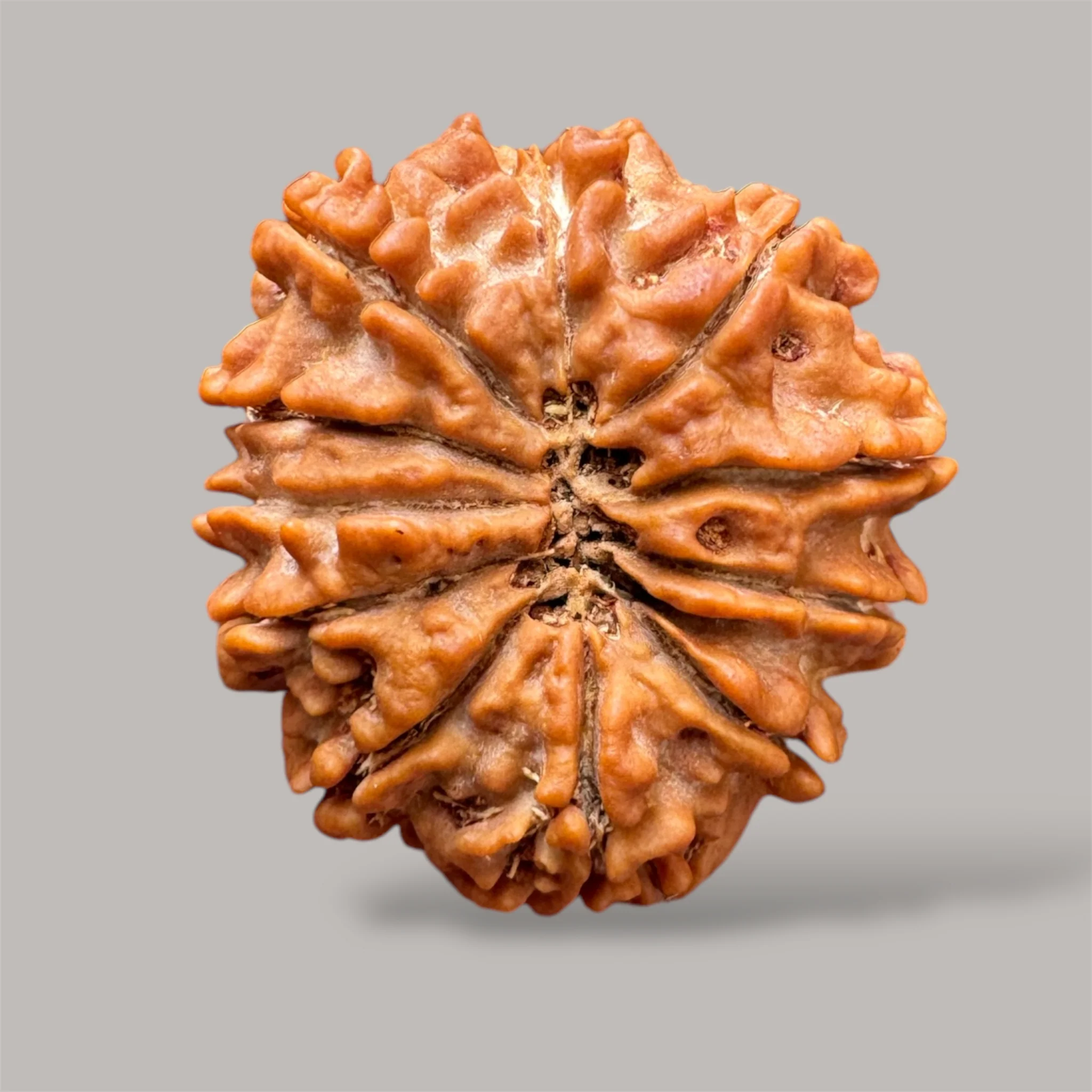 11 Mukhi Rudraksha (Nepali)- Big size with report