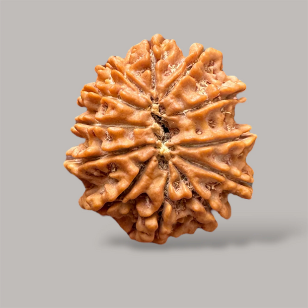 12 mukhi rudraksha with certificate