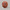13 mukhi rudraksha with certificate