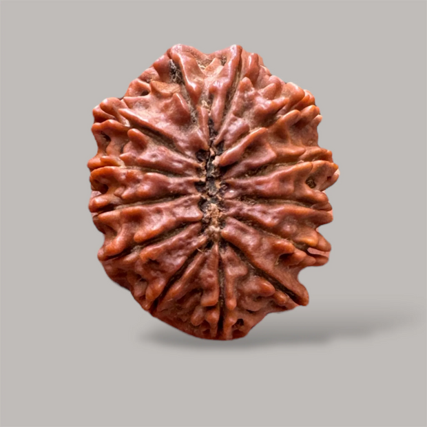 13 mukhi rudraksha with certificate