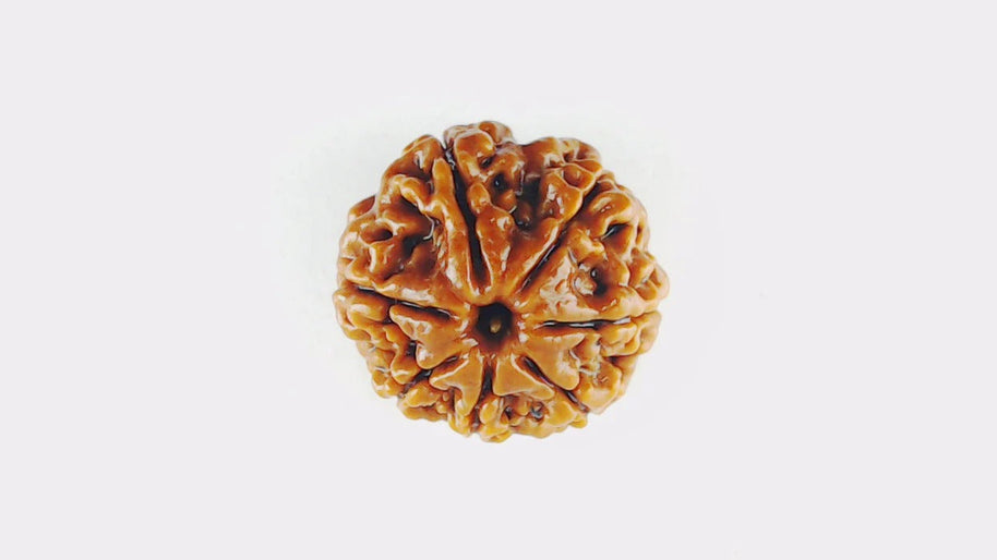 Original 7 Mukhi Rudraksha – Certified & Energized Bead for Wealth & Healing