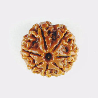 Original 7 Mukhi Rudraksha – Certified & Energized Bead for Wealth & Healing