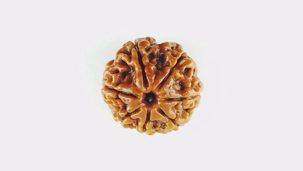 Original 7 Mukhi Rudraksha – Certified & Energized Bead for Wealth & Healing