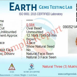 3 Mukhi Lab Certified Rudraksha (Brown)