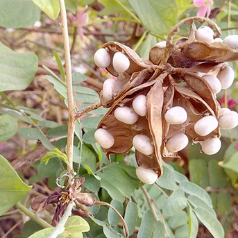 White Gunja Seeds