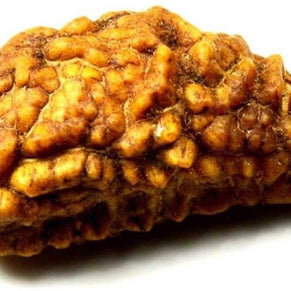 One Mukhi Rudraksha (Ek Mukhi) – Energized & Certified | Rare Himalayan Origin