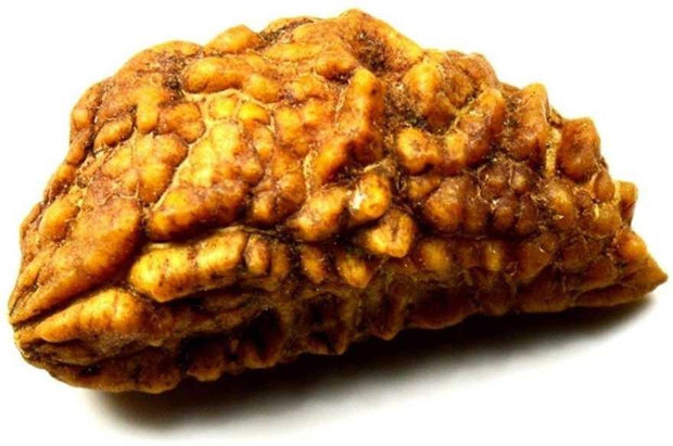 One Mukhi Rudraksha (Ek Mukhi) – Energized & Certified | Rare Himalayan Origin