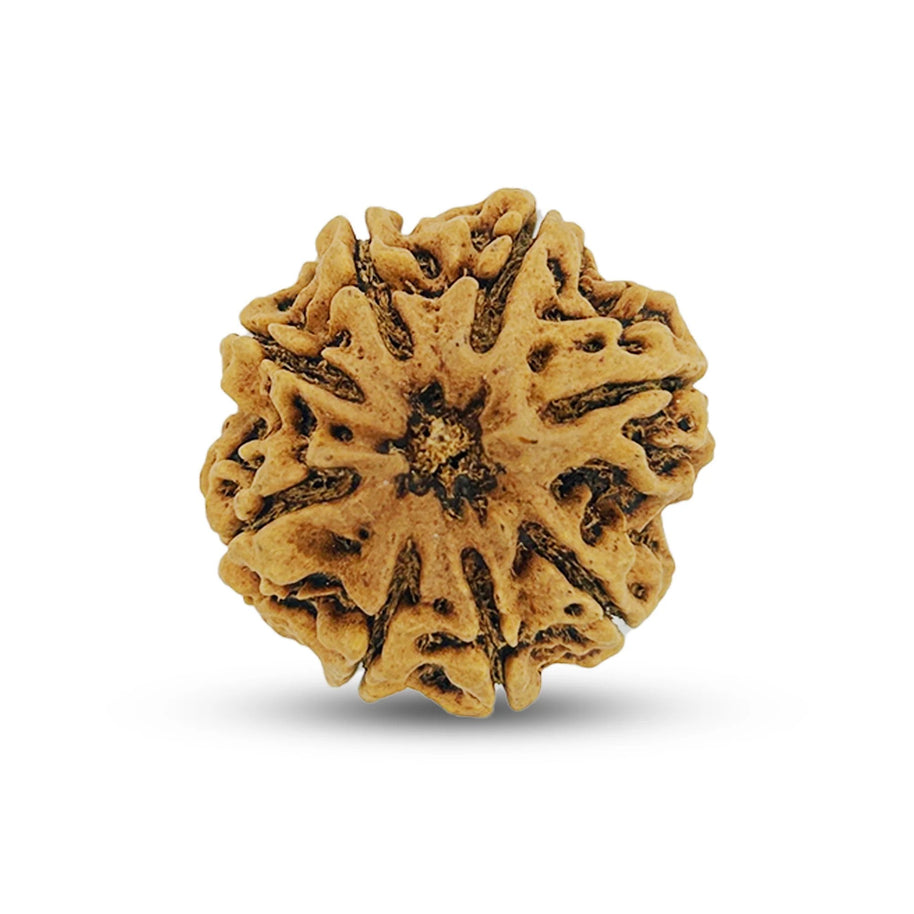 8 Mukhi Rudraksha (Eight Faced) – Natural & Lab Certified | Symbol of Lord Ganesha