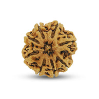 8 Mukhi Rudraksha (Eight Faced) – Natural & Lab Certified | Symbol of Lord Ganesha