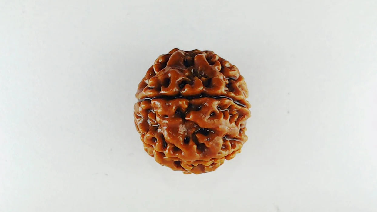 Original 7 Mukhi Rudraksha – Certified & Energized Bead for Wealth & Healing