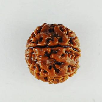Original 7 Mukhi Rudraksha – Certified & Energized Bead for Wealth & Healing