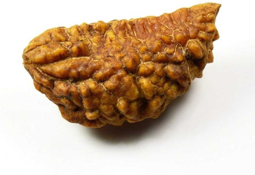One Mukhi Rudraksha (Ek Mukhi) – Energized & Certified | Rare Himalayan Origin