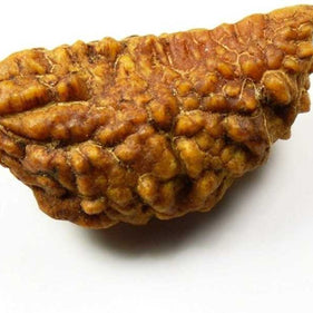 One Mukhi Rudraksha (Ek Mukhi) – Energized & Certified | Rare Himalayan Origin