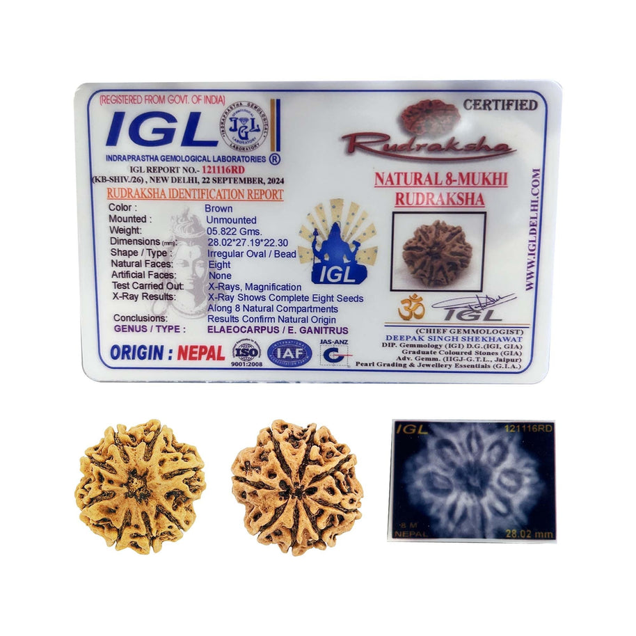 8 Mukhi Rudraksha (Eight Faced) – Natural & Lab Certified | Symbol of Lord Ganesha