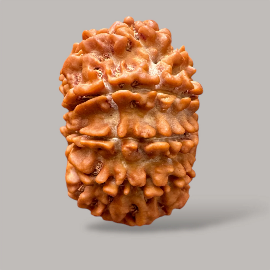 11 Mukhi Rudraksha (Nepali)- Big size with report