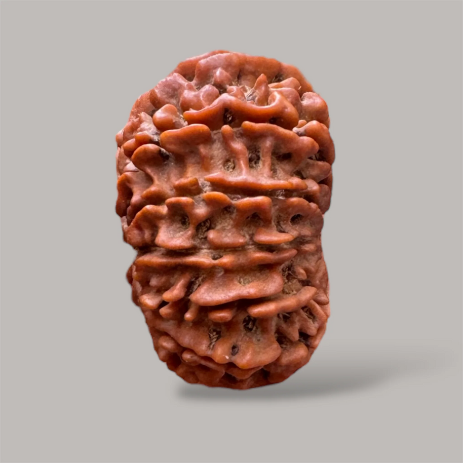 13 mukhi rudraksha with certificate