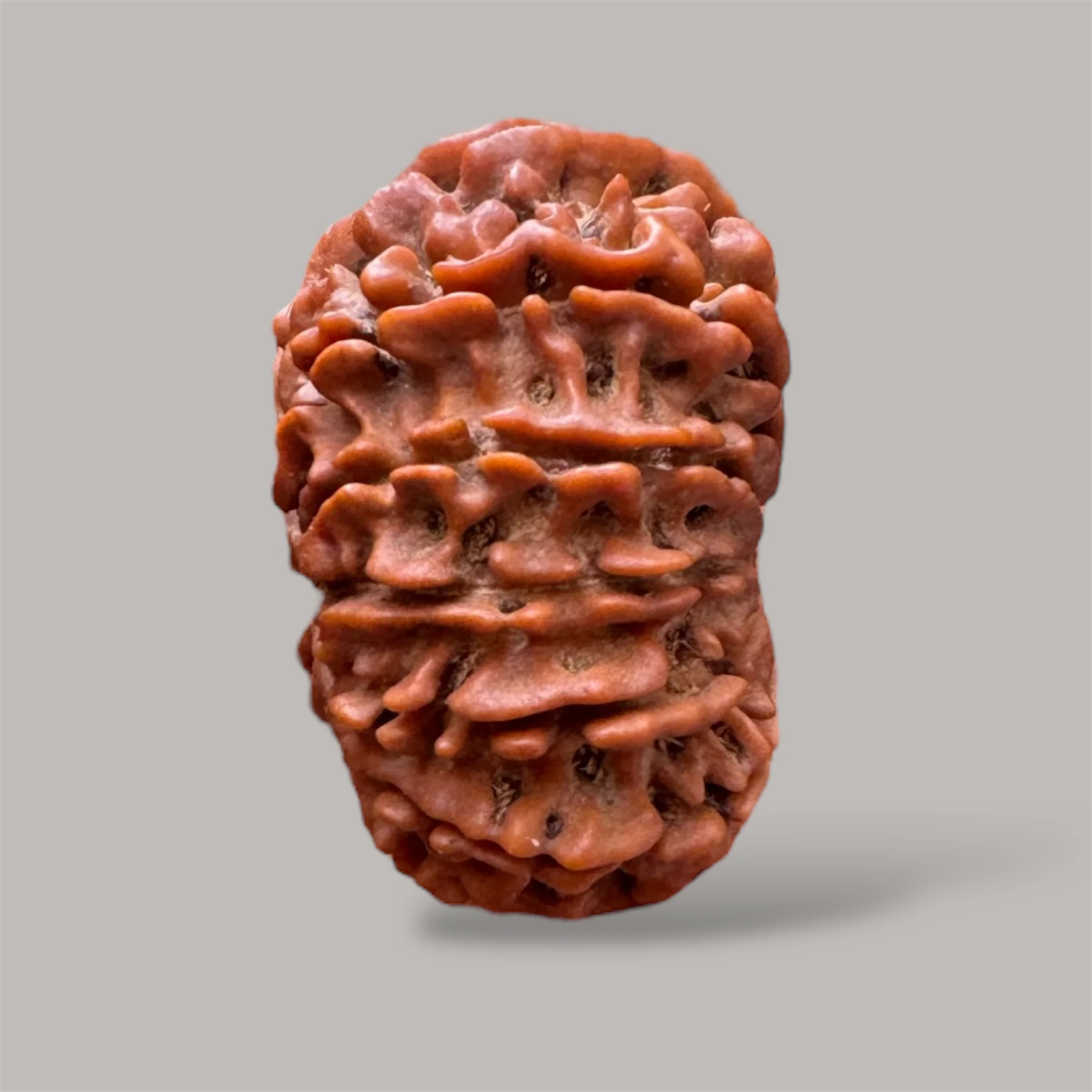 13 mukhi rudraksha with certificate