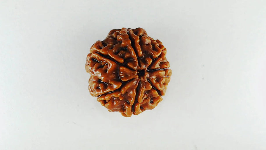 Original 7 Mukhi Rudraksha – Certified & Energized Bead for Wealth & Healing