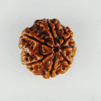 Original 7 Mukhi Rudraksha – Certified & Energized Bead for Wealth & Healing