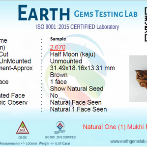 One Mukhi Rudraksha (Ek Mukhi) – Energized & Certified | Rare Himalayan Origin