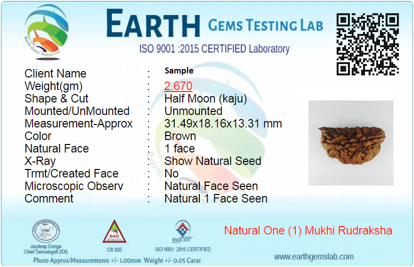 One Mukhi Rudraksha (Ek Mukhi) – Energized & Certified | Rare Himalayan Origin
